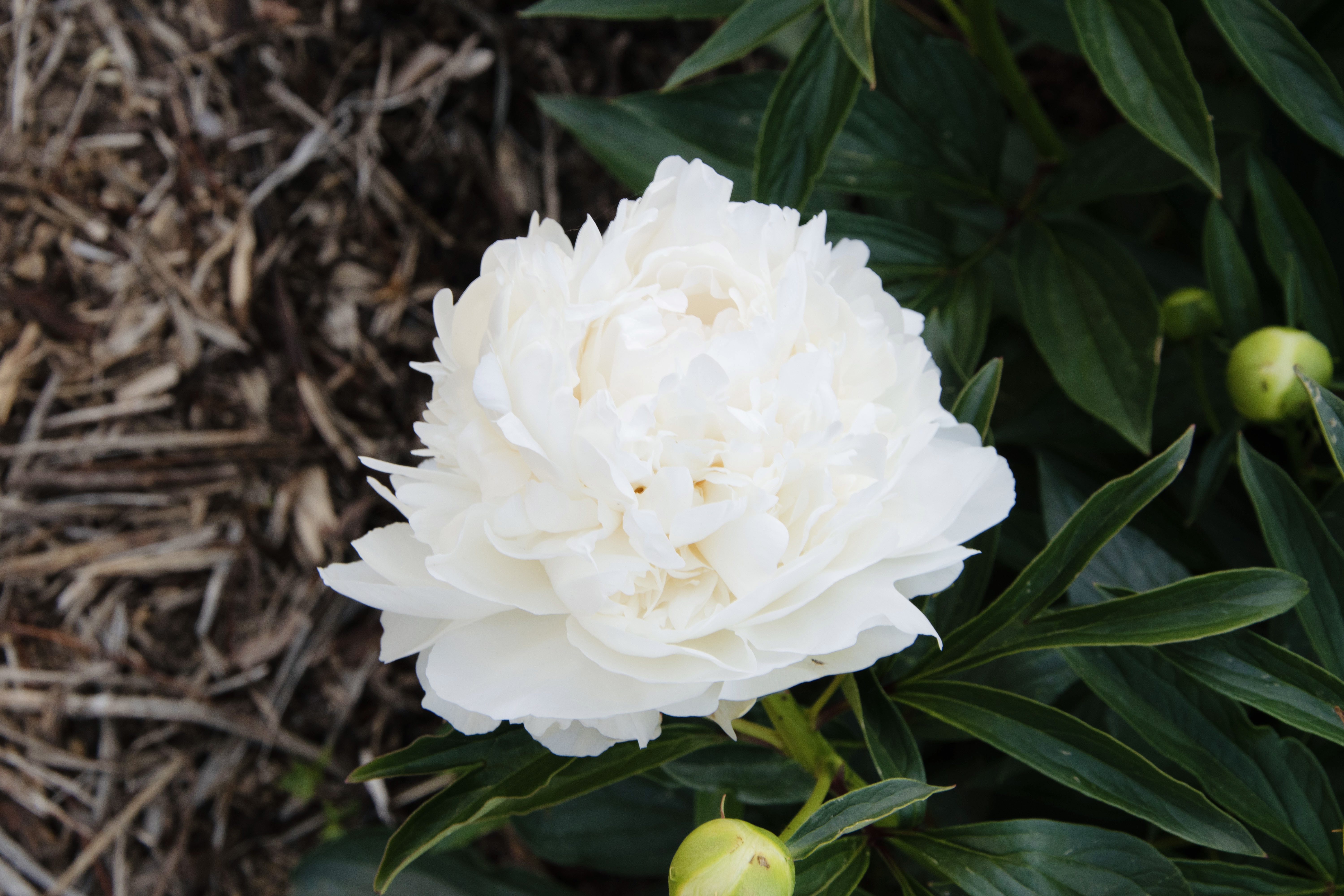 "Madame Claude Tain" Päonienpflanze (Pfingstrose)