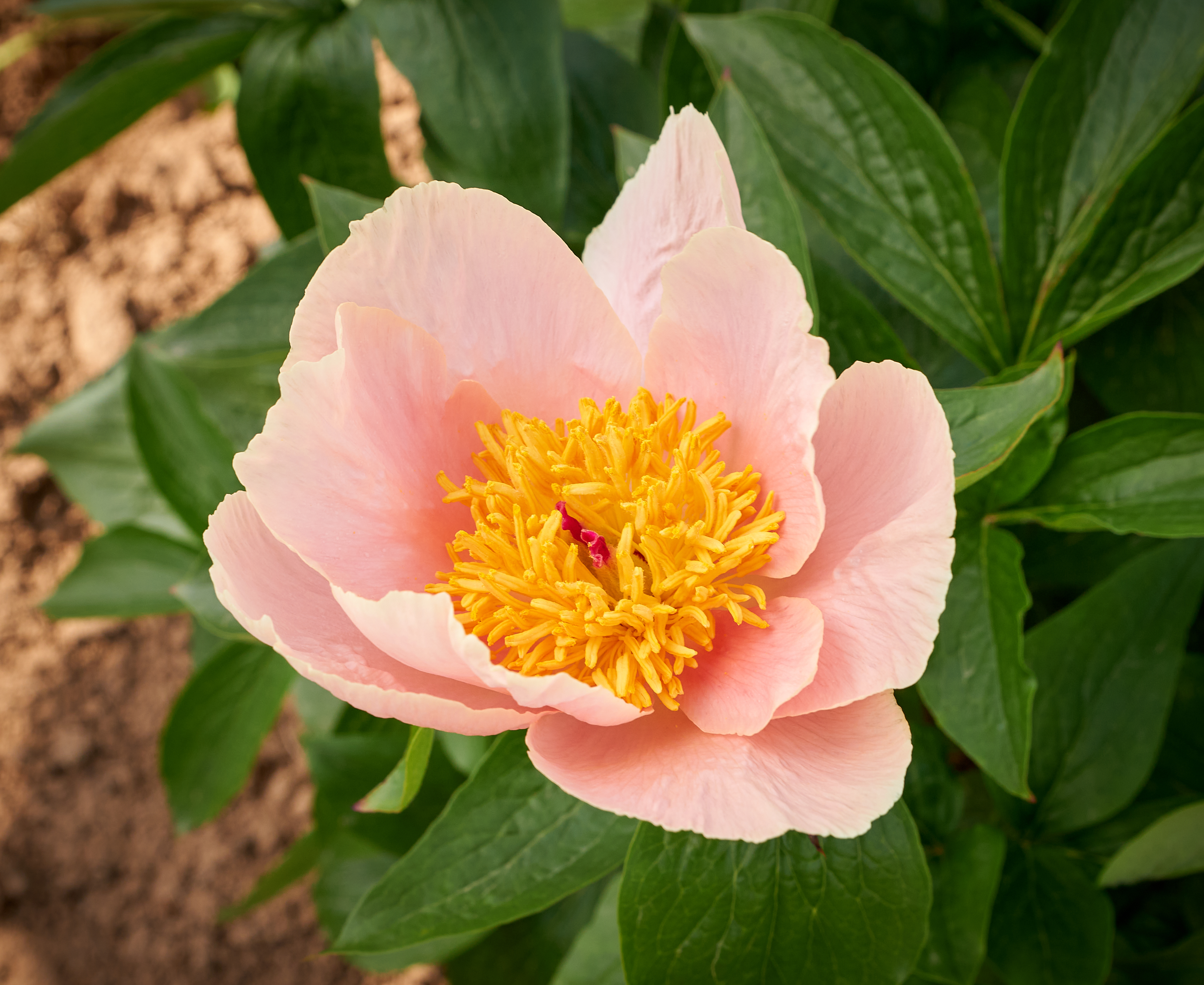 "Apricot Whisper" Päonienpflanze (Pfingstrose)