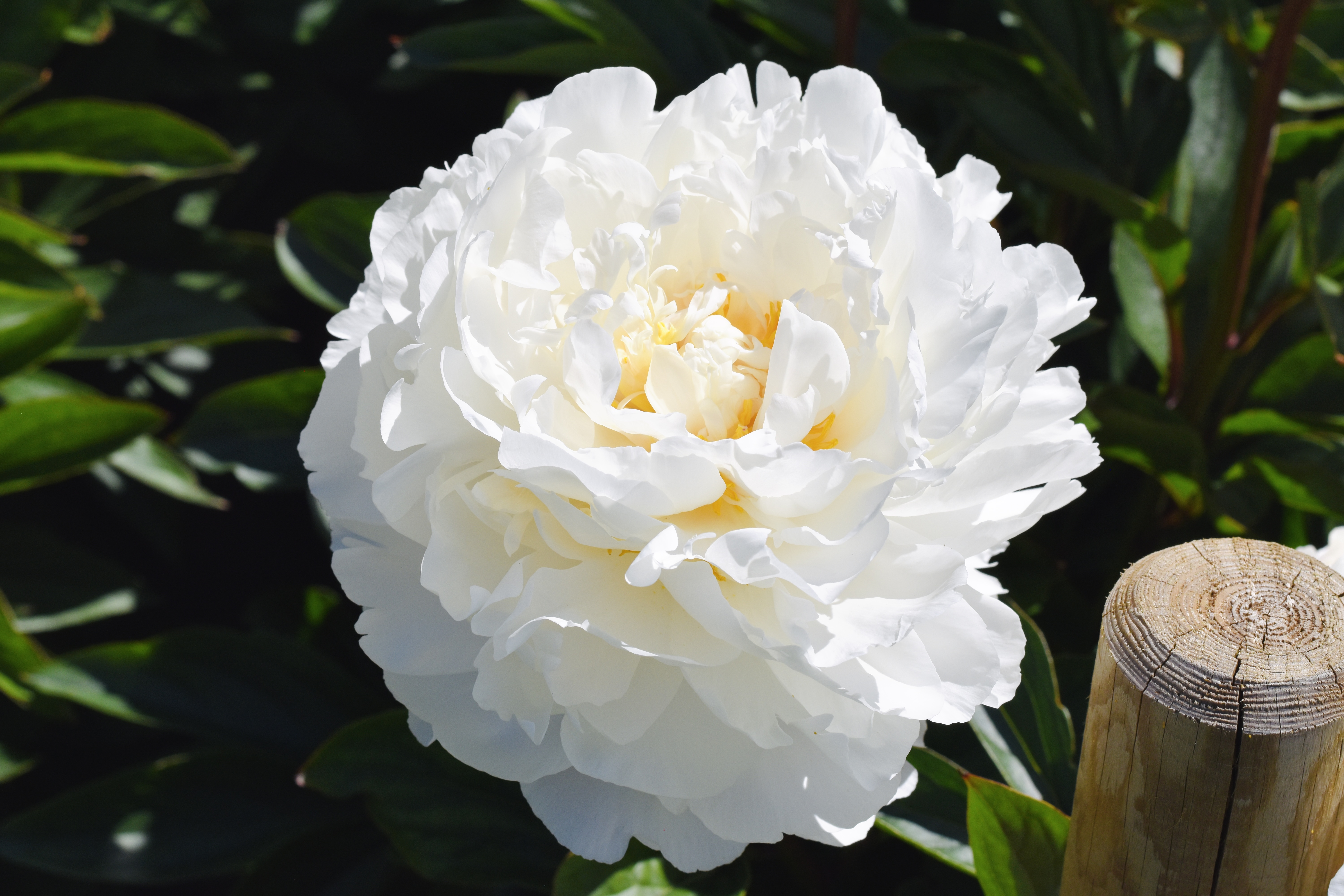 "Gardenia" Päonienpflanze (Pfingstrose)
