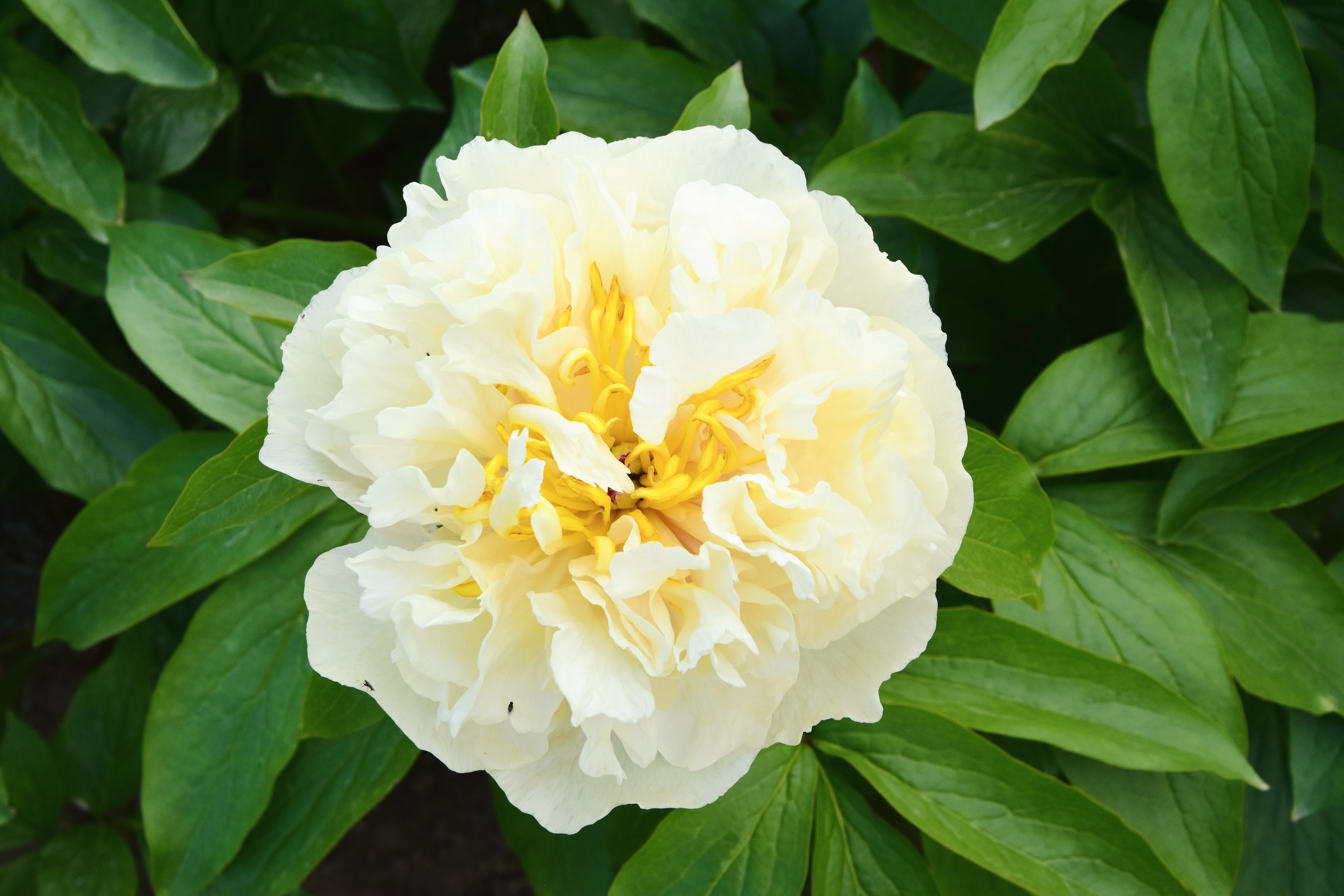 "Sunny Girl" Päonienpflanze (Pfingstrose)