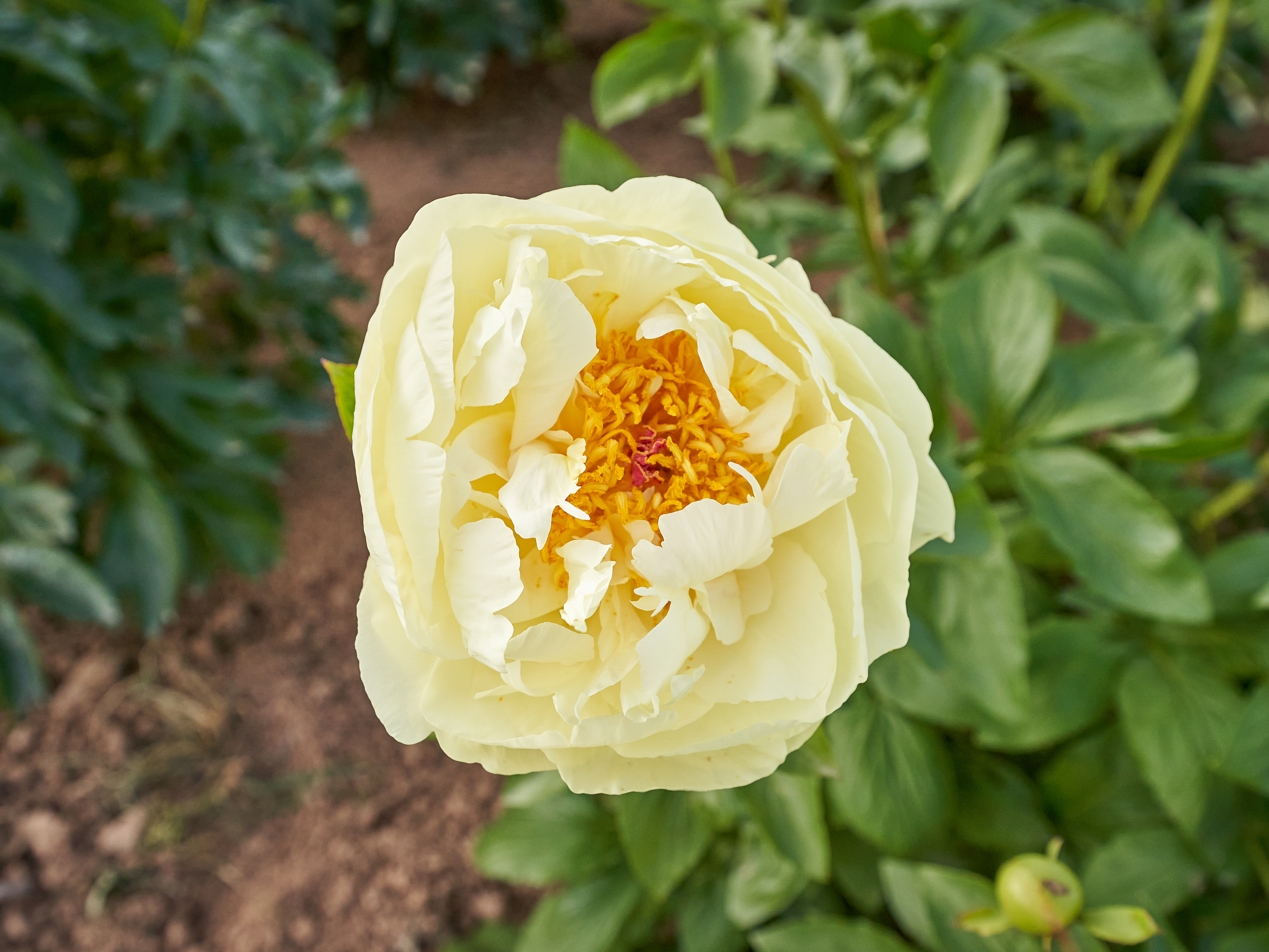 "Lemon Chiffon" Päonienpflanze (Pfingstrose)