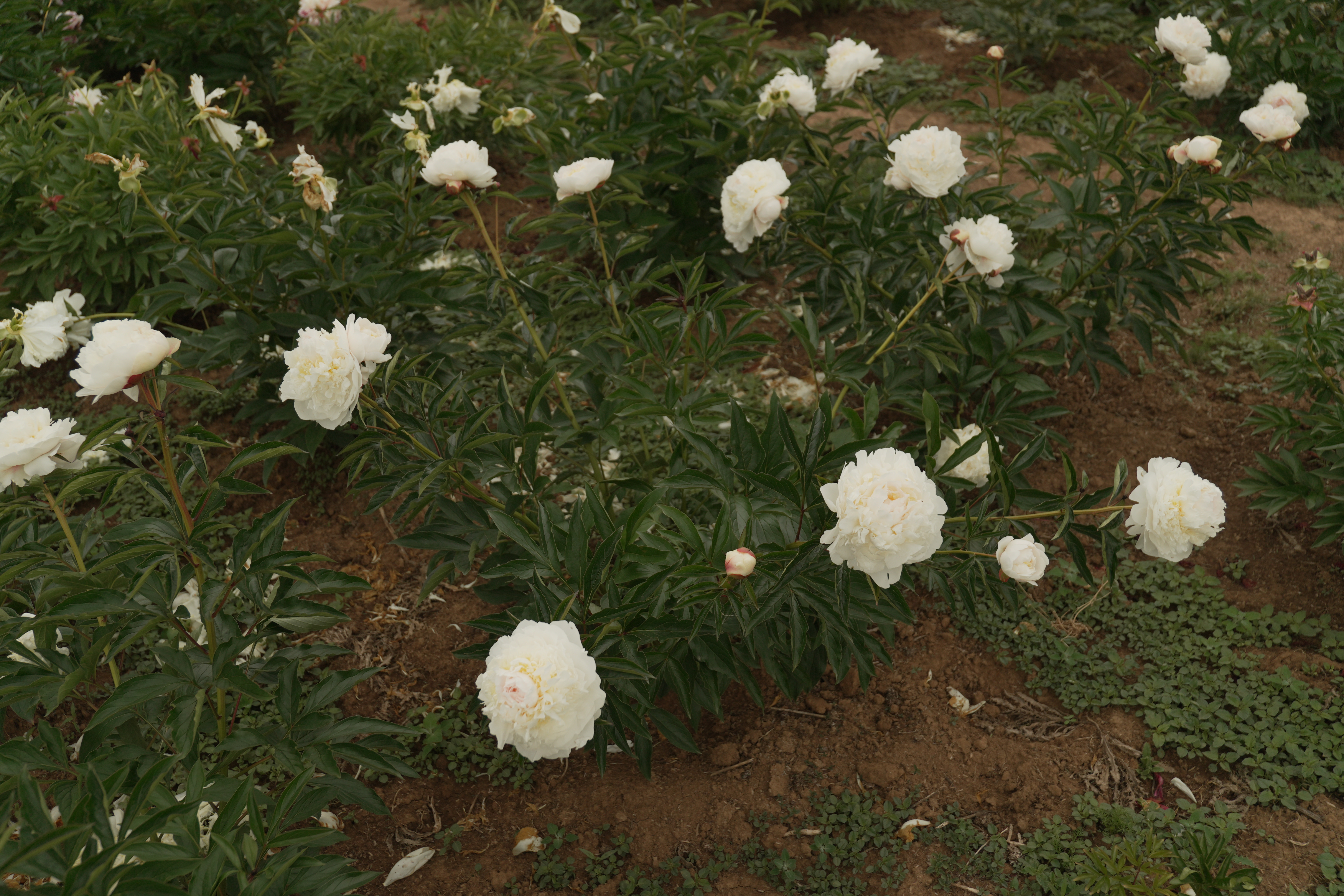 "Blush Queen" Päonienpflanze (Pfingstrose)