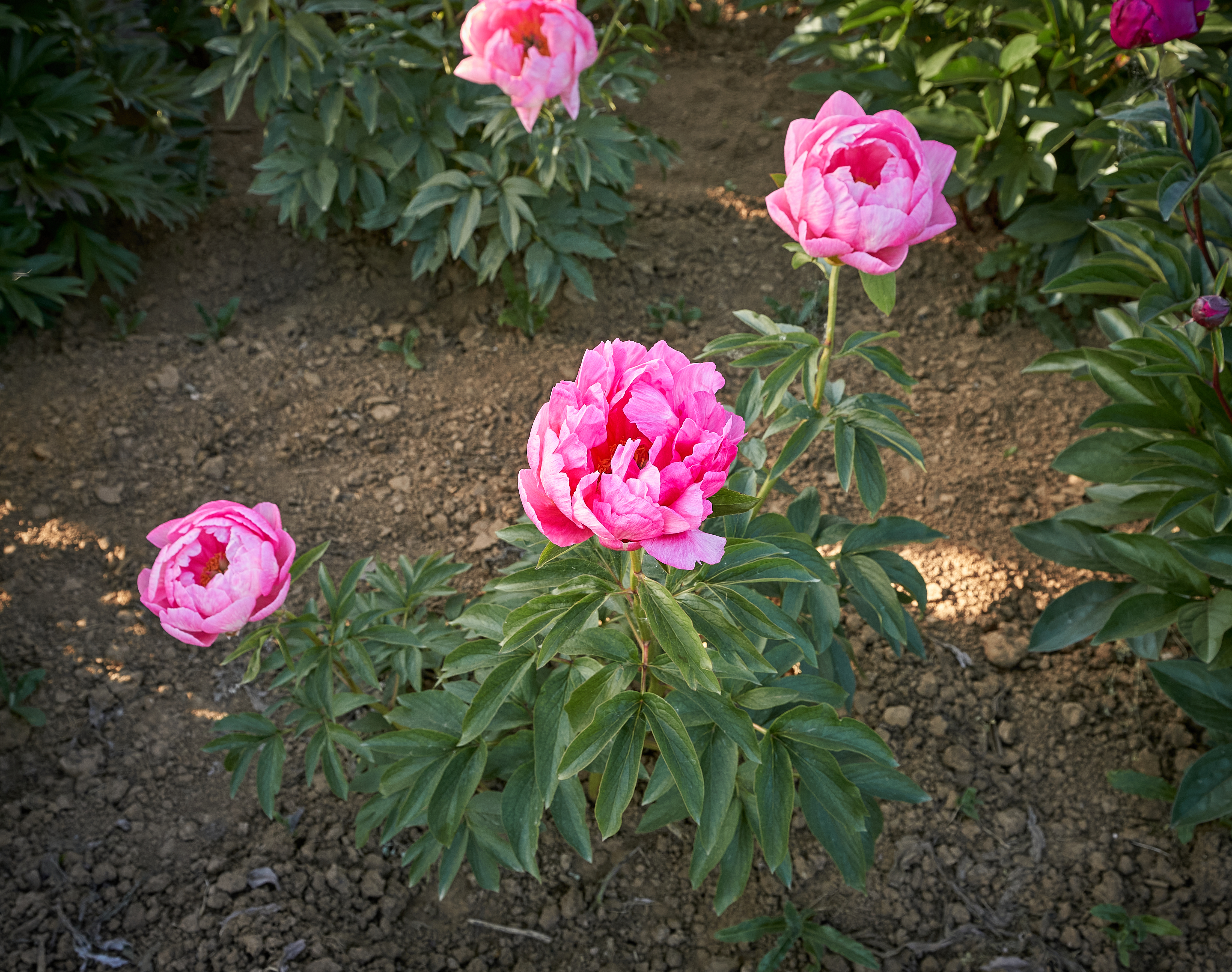 "Cytherea" Päonienpflanze (Pfingstrose)