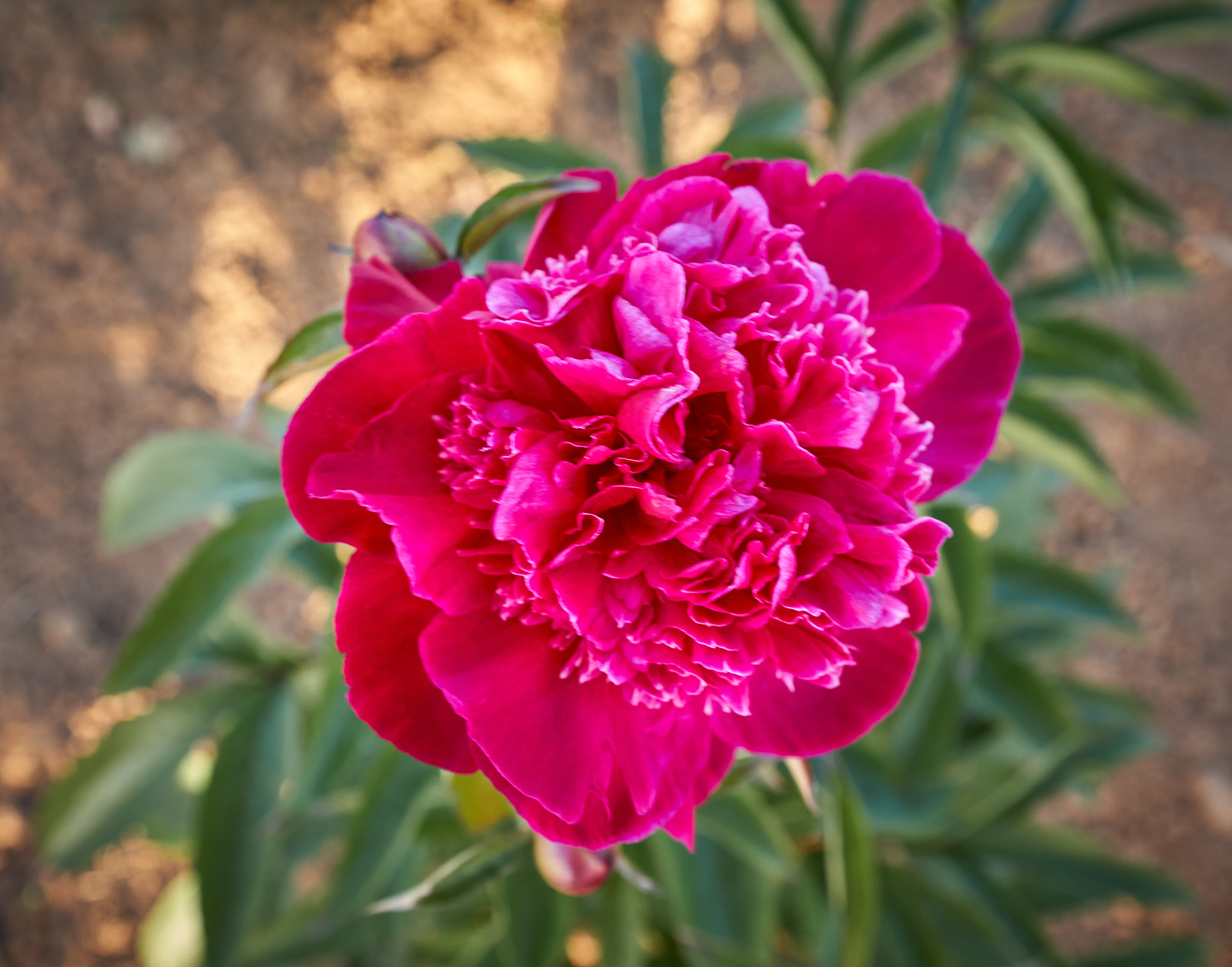 "Ruth Clay" Päonienpflanze (Pfingstrose)
